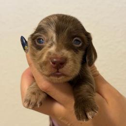 Chocolate Dapple Male - Dapple male Dachshund puppy in El Paso, Texas from Micah's Minis