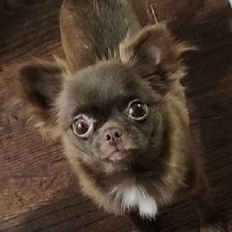 Bear - Chihuahua