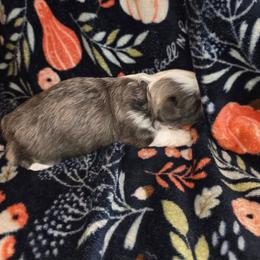 Luna - Blue and white female Shih Tzu puppy in Wakeman, Ohio from Gemstone Puppies