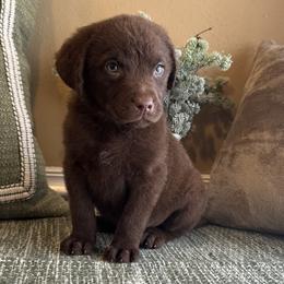 Charm - Brown female Chesapeake Bay Retriever puppy in Ulen, Minnesota from North Wind Gundogs