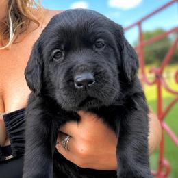 Annie - Black female Dilute Retriever puppy in Baldwin City, Kansas from Hedge Lane Labradors