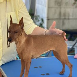 Jeannie - Miniature Pinscher