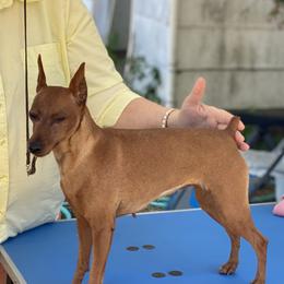 Jeannie - Miniature Pinscher