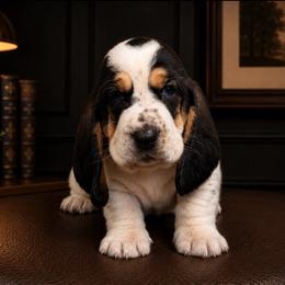 Mike - Yellow collar - Black white and brown male Basset Hound puppy in Edmonton, Kentucky from RiverBottom Bassets