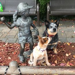 Australian Cattle Dog Puppies from Hollow Log ACDs