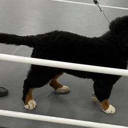 Bernese Mountain Dogs from PawGate Kennels