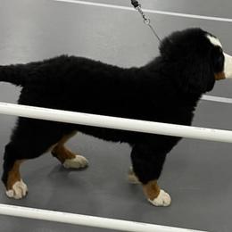 Bernese Mountain Dogs from PawGate Kennels