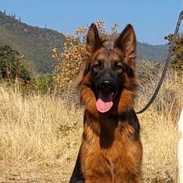 Belgian Malinois, Dutch Shepherds, and German Shepherds from VANDERLINDEN.POLITIEHONDEN