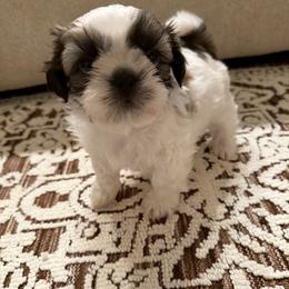 Golden Goose- AKC Champion Bloodline - Gold and white male Shih Tzu puppy in Long Beach, California from Prieto Shih-Tzu's
