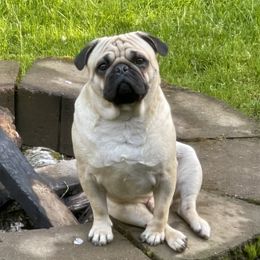 Bentley - Pug (Non-standard)