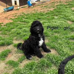 Piglet - Black female Goldendoodle puppy in Water Valley, Mississippi from Olympian Doodles
