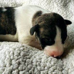 Sara - White and red brindle Whippet puppy in Delaware, Ohio from Unionblue Whippets