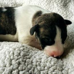 Sara - White and red brindle Whippet puppy in Delaware, Ohio from Unionblue Whippets