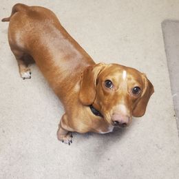 Emmi - Dachshund