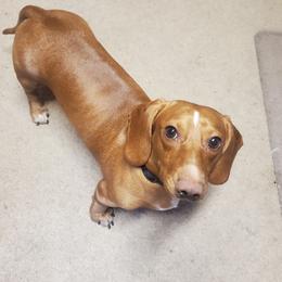 Emmi - Dachshund