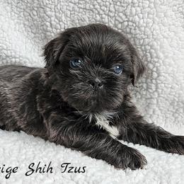 Shih Tzu Puppies from Beirin Breige Shih Tzus