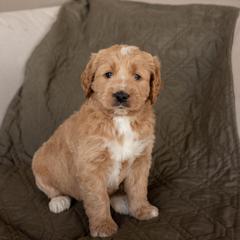 Bernedoodle, Goldendoodle, and Golden Mountain Doodle Puppies from Sonoran Standard Doodles