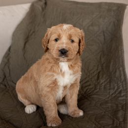 Bernedoodle, Goldendoodle, and Golden Mountain Doodle Puppies from Sonoran Standard Doodles