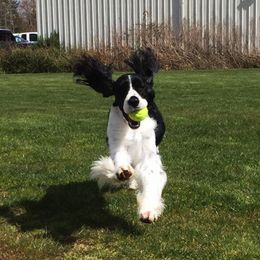 English Springer Spaniels from Journey Kennels