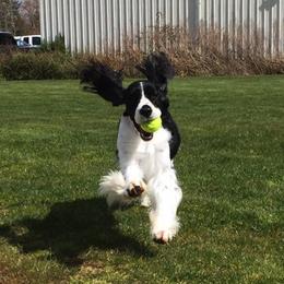 English Springer Spaniels from Journey Kennels