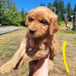 Sandy - Dark golden female Golden Retriever puppy in Tenino, Washington from Oak River Goldens'