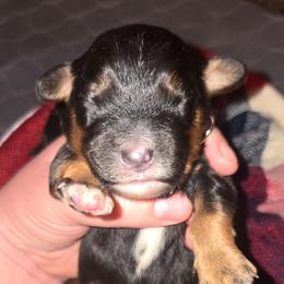 Coal (Mr. Black) - Black tri-color male Aussiedoodle puppy in Dolan Springs, Arizona from High Desert Companions