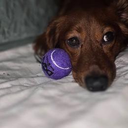 Max - Red male Dachshund puppy in Florence, Mississippi from Rosies Doxies and Poodles CKC