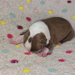 Cody Rhodes - Red male Boston Terrier puppy in Millers Creek, North Carolina from Tumbling Shoals Hilltop Bostons
