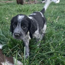 Yosemite - Black and white female English Springer Spaniel puppy in Palisade, Colorado from Bigfoot's Kennel