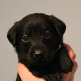 Golden Retriever and Labrador Retriever Puppies from Trenlock Kennels