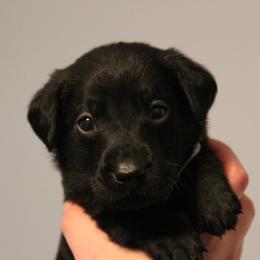 Golden Retriever and Labrador Retriever Puppies from Trenlock Kennels