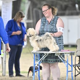 Lhasa Apso puppies from Teenas Lhasa Apsos