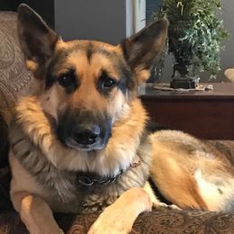 German Shepherd All Grown Up from Prize Pups