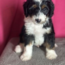Boy1 - Tri-color male Bernedoodle puppy in Aubrey, Texas from Four Willows Farm