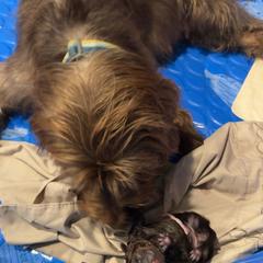 Female 3 - Liver female Pudelpointer puppy in Sioux Falls, South Dakota from Saddle Creek Kennels