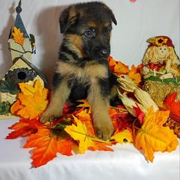 German Shepherd Puppies from Kindheitstraum Kennels