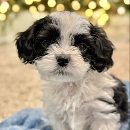 XMAS DELIVERY 4 CRUMPET - Black and white male Cavapoo puppy in Draper, Utah from Cavachon Love Chocolate Cavaliers, Cavaliers, Cavachon’s, Cavapoos