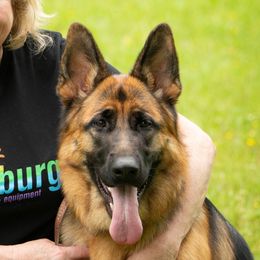 Mika - German Shepherd