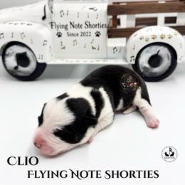 Clio - Black and white female Cardigan Welsh Corgi puppy in Casper, Wyoming from Flying Note Shorties