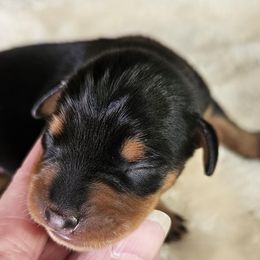 Miniature Pinscher Puppies from Jersey little devils