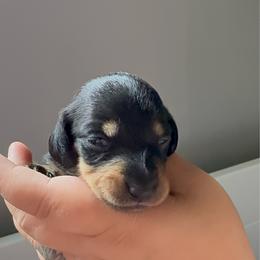 Pom Pom - Black and tan female Dachshund puppy in Atchison, Kansas from Birkin’ Paws