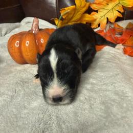 Salam - Black and white male Siberian Husky puppy in Ravena, New York from Osiris’s Siberians & Pomskies