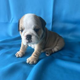 Fiona - Fawn and white female Bulldog puppy in Lutz, Florida from Romanov’s  Bulldogs
