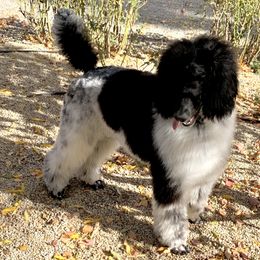 Ella - Poodle