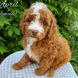 April - Red  female Goldendoodle puppy in Ozark, Missouri from Halo Doodles