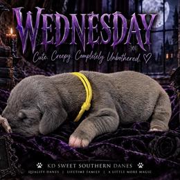Wednesday Adams - Blue female Great Dane puppy in Montgomery, Texas from KD Sweet Southern Danes