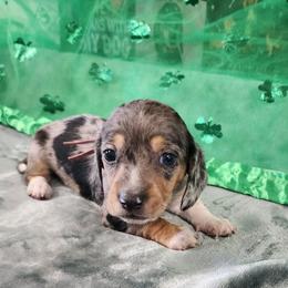 Polly - Dapple female Dachshund puppy in Anaconda, Montana from Williams Family Dachshunds