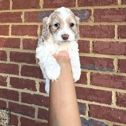 Frost - Buff and white male Cockapoo puppy in Mobile, Alabama from Ace of Spades Yorkies