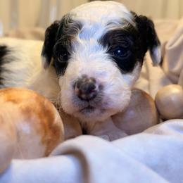 Pugsley - Parti male Goldendoodle puppy in Saint Louis, Missouri from Jax Doodles