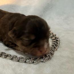 Winchester - Chocolate and white male Chihuahua puppy in Seneca, Missouri from Stephanie’s Puppy Colony